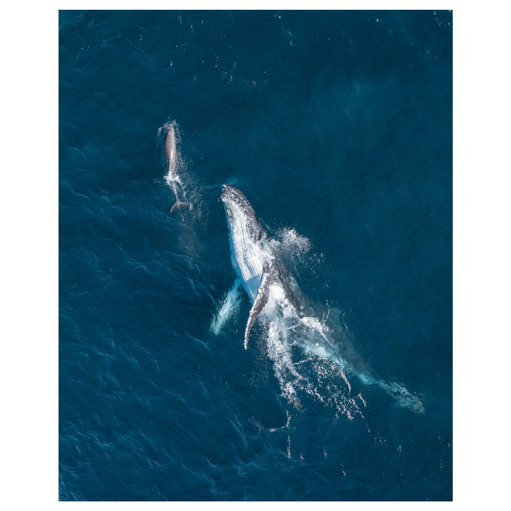 Instinct Interactions aerial view at Bondi Beach - coastal photography unframed wall art