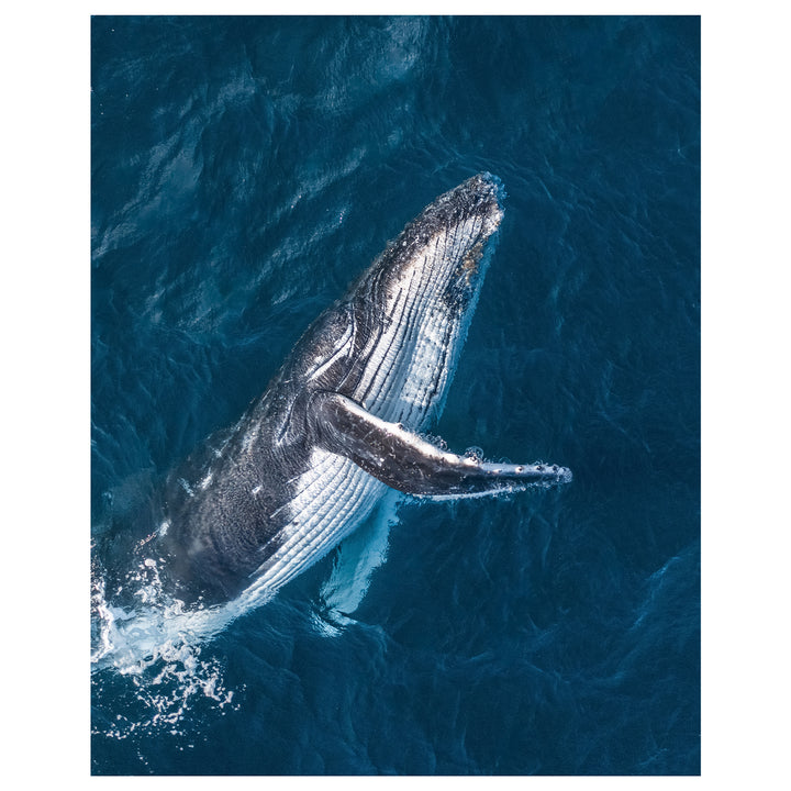Bondi Beach swimmers from above aerial photograph - unframed coastal wall art