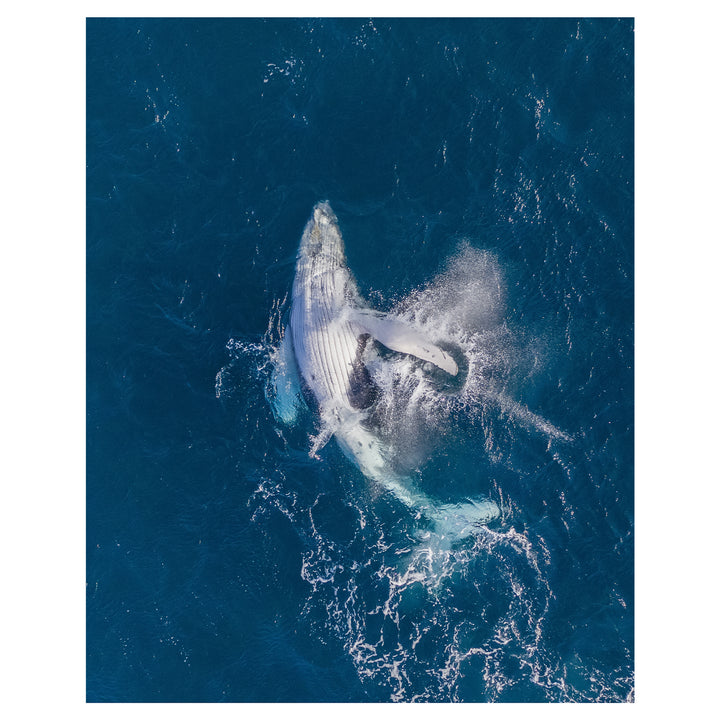 Playful Bondi swimmers unframed aerial photograph - coastal bathroom wall art
