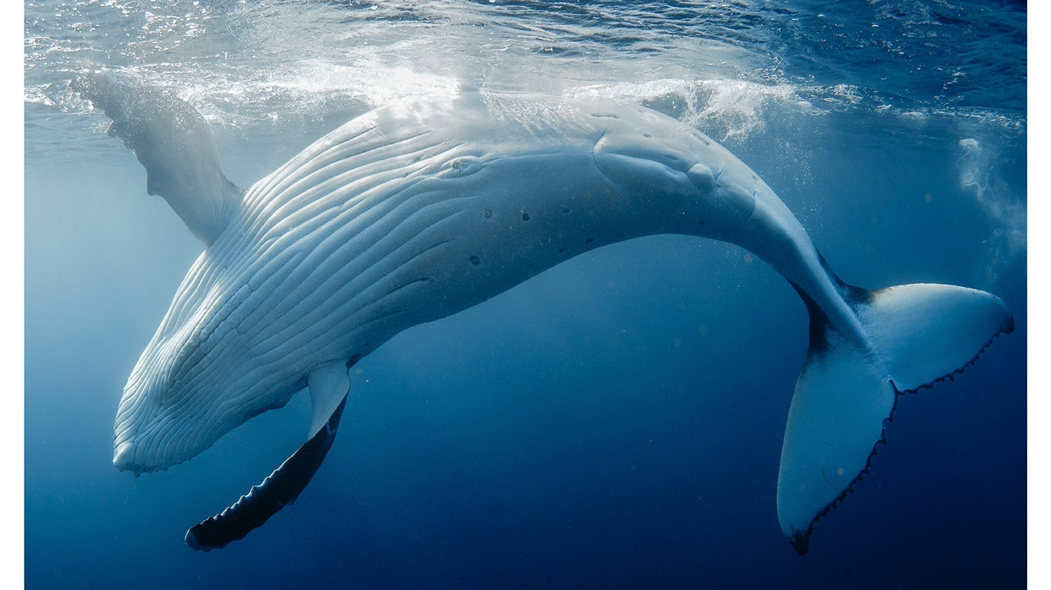 Underwater Humpback Whale Belly captured in banana shape