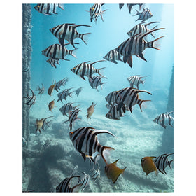 Aquarium of Rapid Bay Art Print