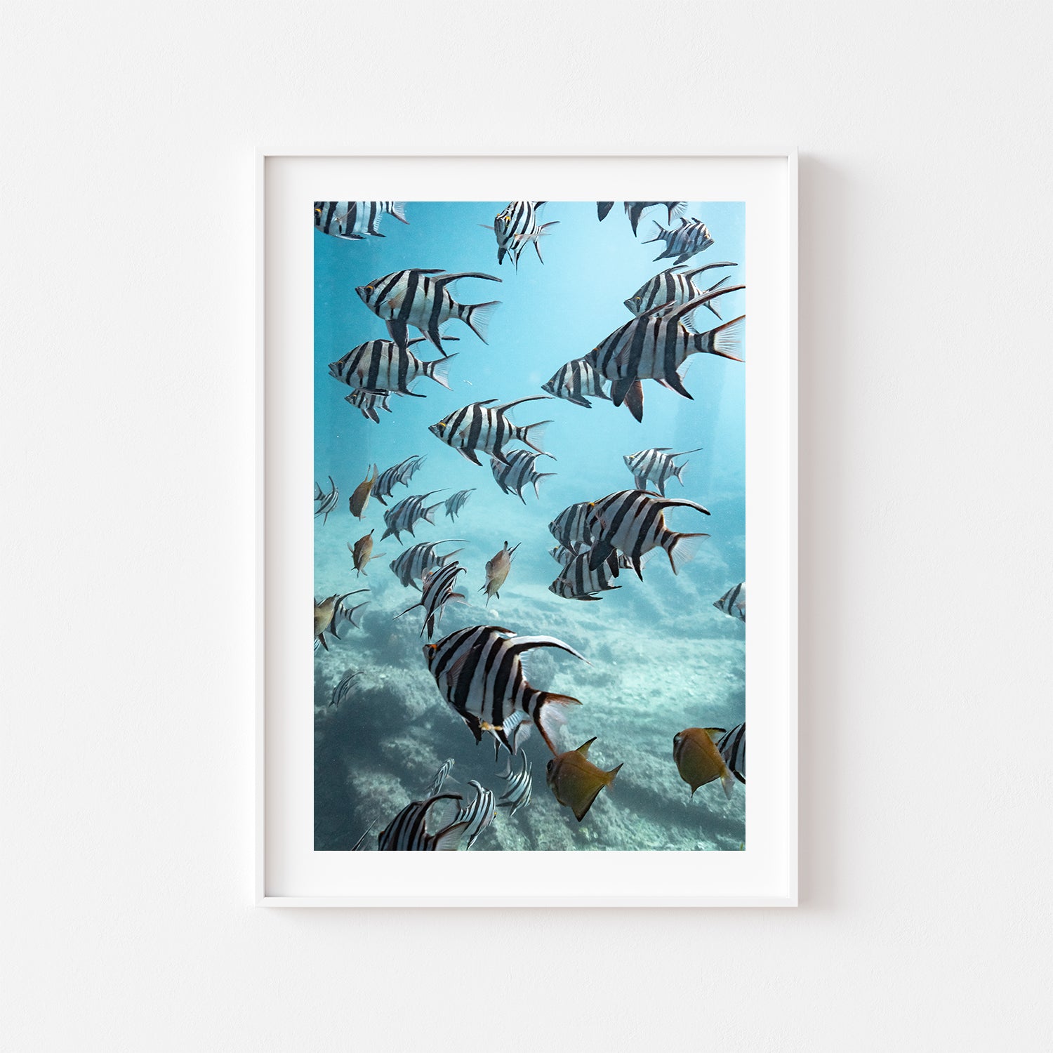 Rapid Bay marine life aquarium view in white frame - underwater coastal photography wall