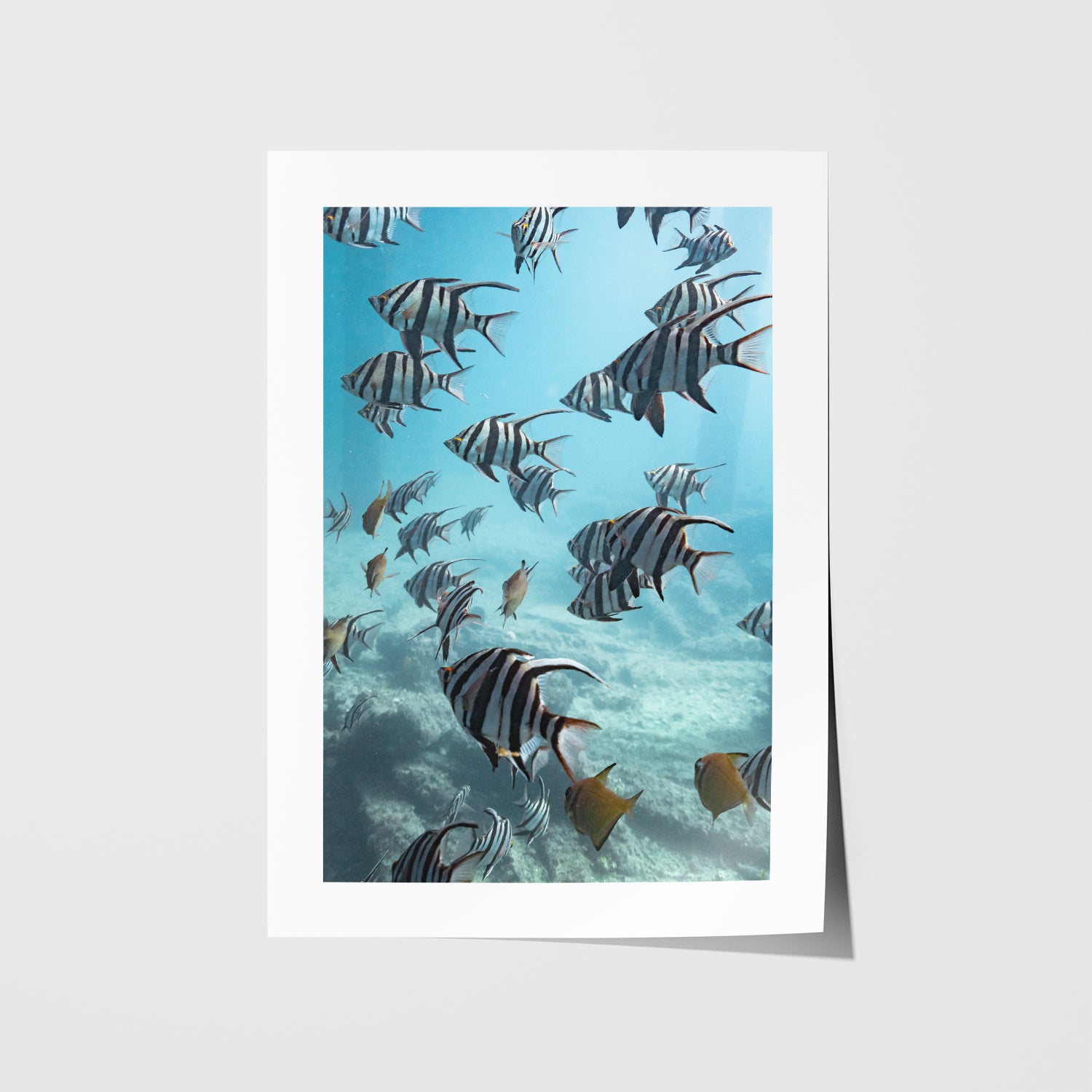Rapid Bay underwater aquarium view in white frame - marine life coastal wall art