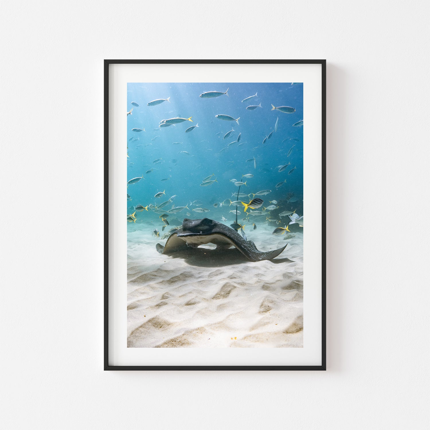 Eagle rays swimming at Seal Rocks in black frame - marine life photography wall art