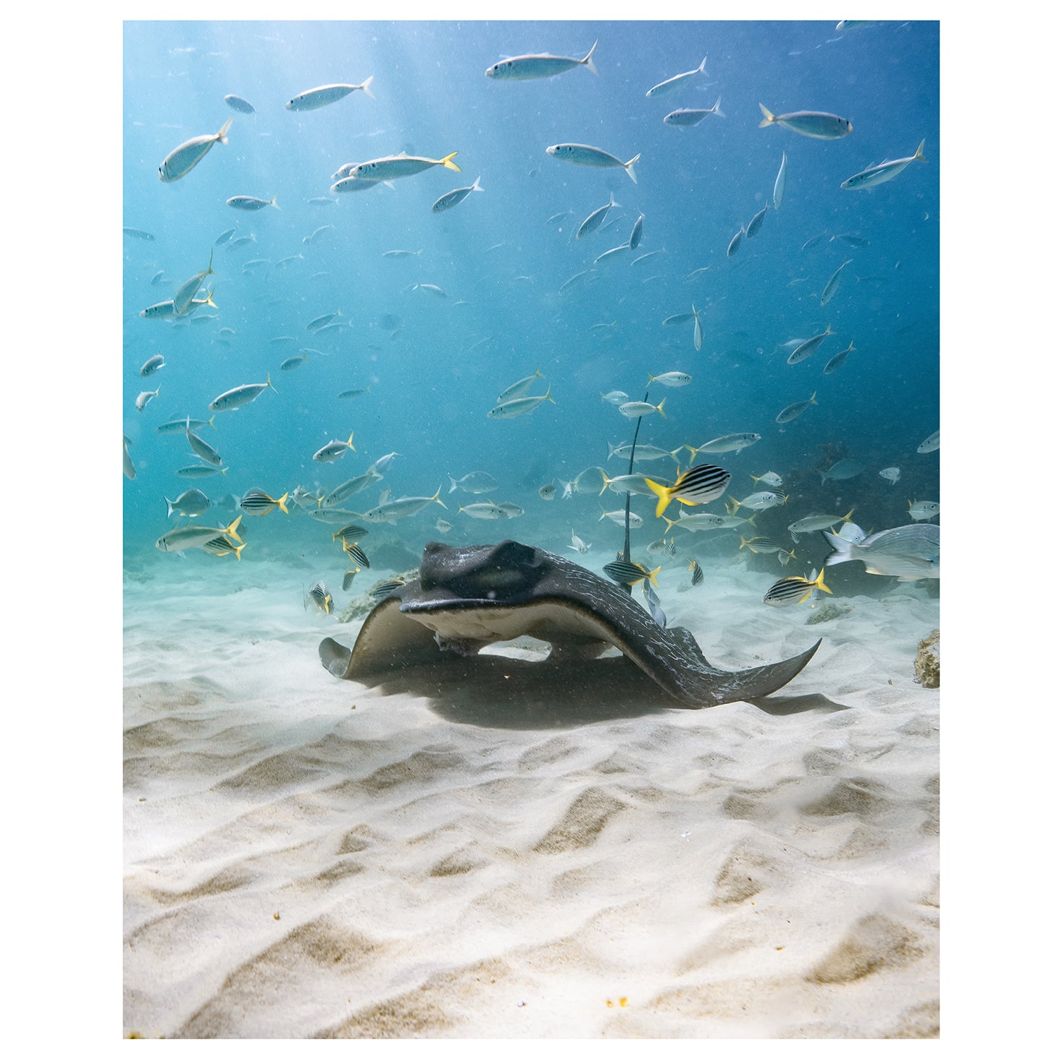 Eagle rays swimming underwater at Seal Rocks - marine life wall art for coastal homes