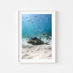 Eagle Rays of Seal Rocks Art Print