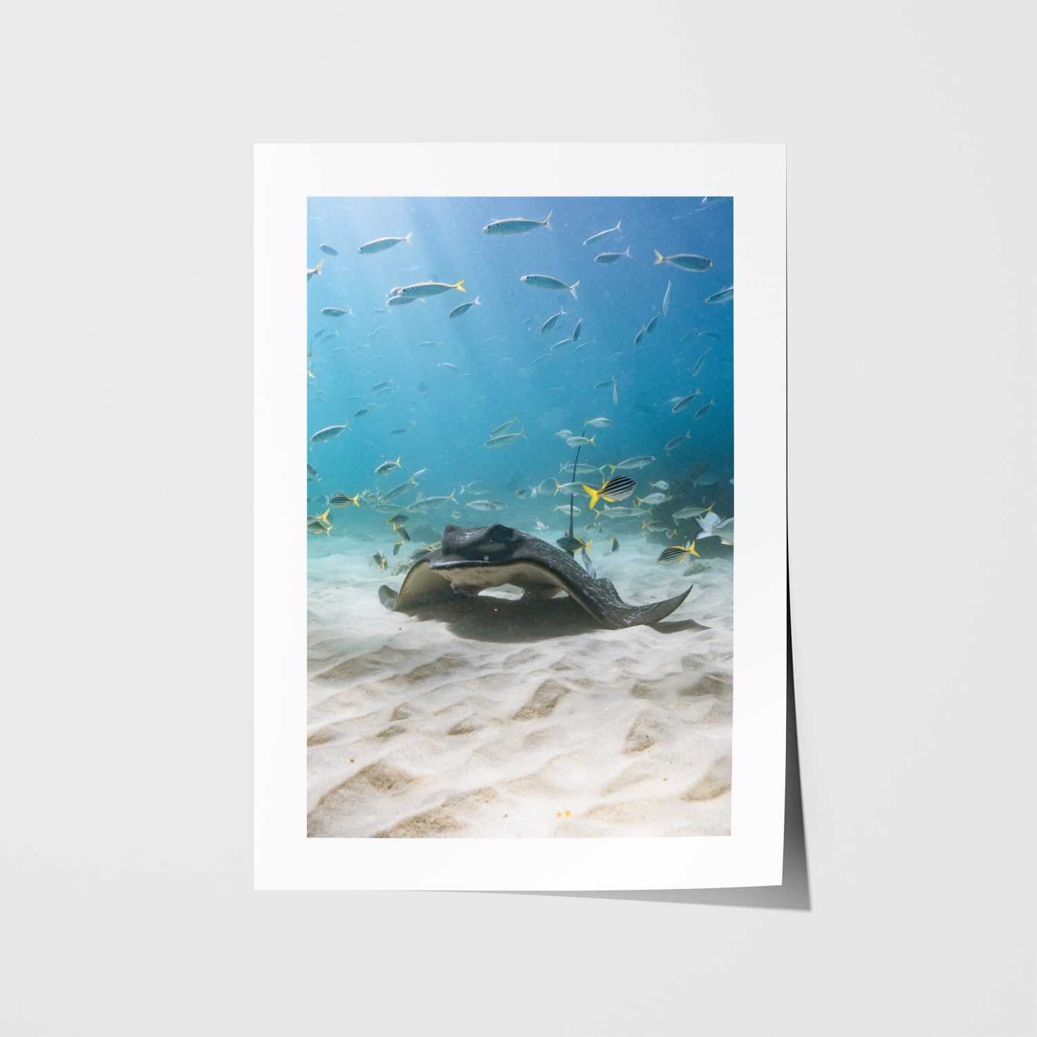 Eagle Rays swimming in Seal Rocks - marine life photograph in white frame - coastal wall