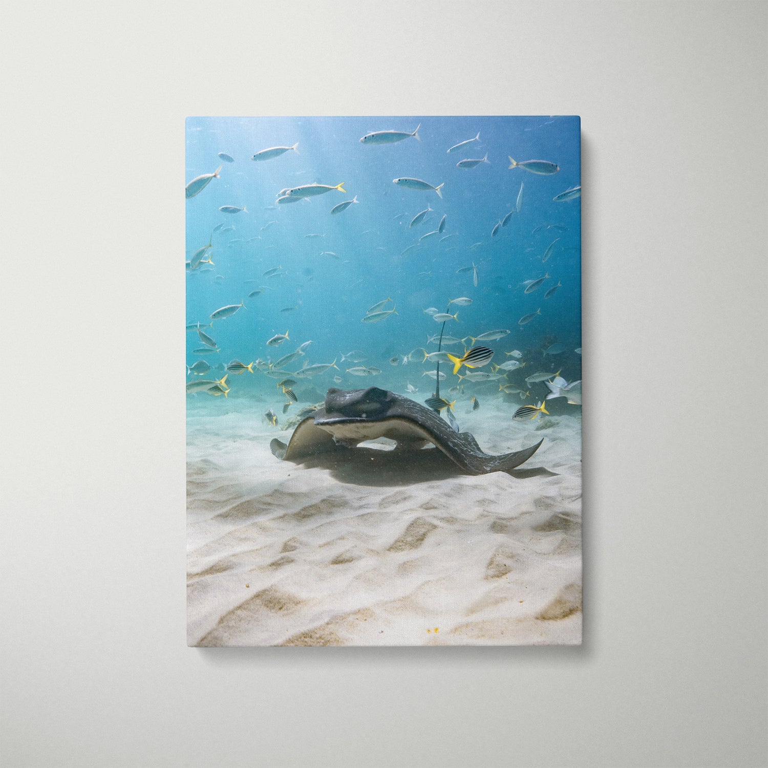 Eagle rays swimming at Seal Rocks in white frame - underwater marine life wall art