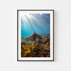 Cuttle King of Cabbage Tree Bay Art Print