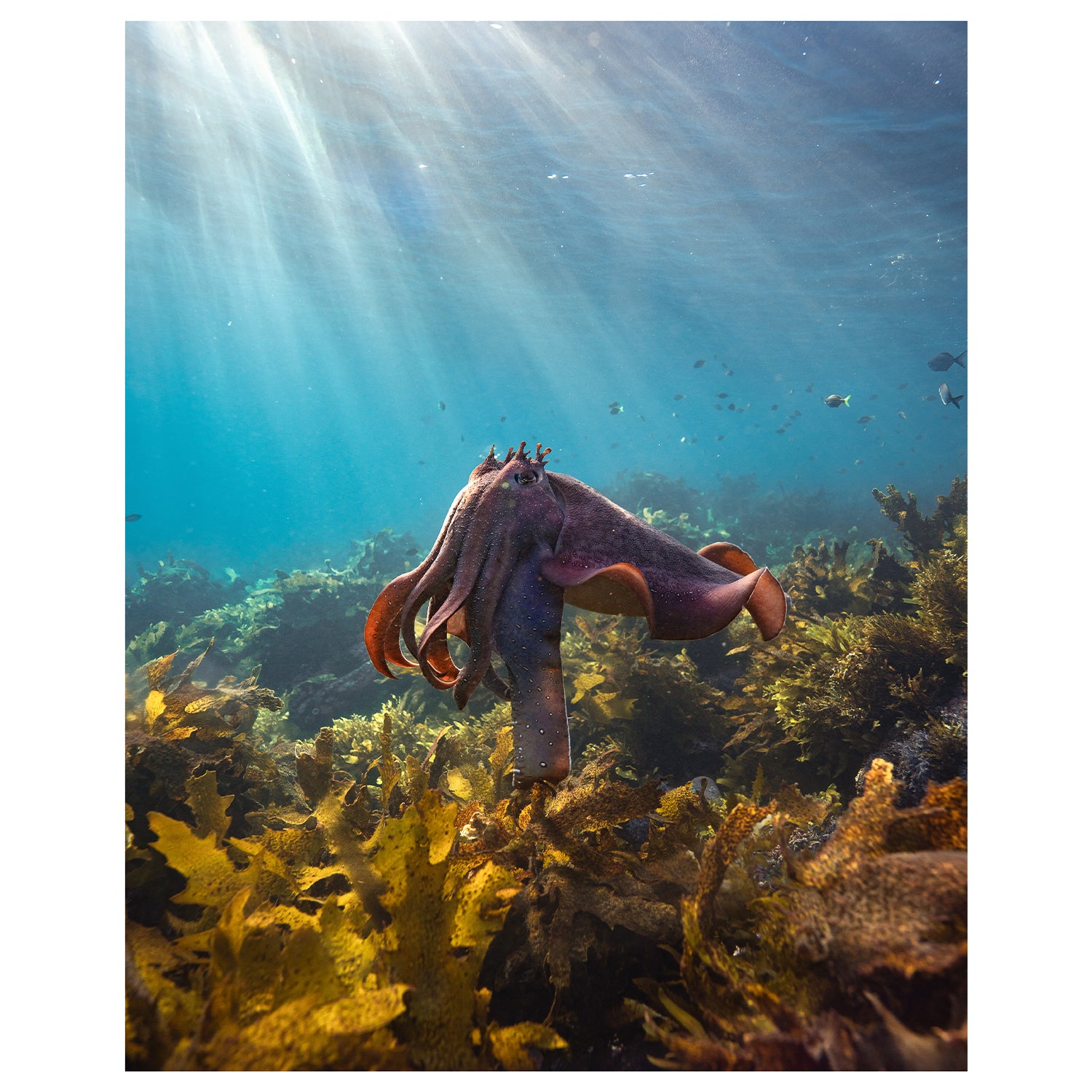 Cuttlefish swimming in Cabbage Tree Bay - underwater marine life wall art