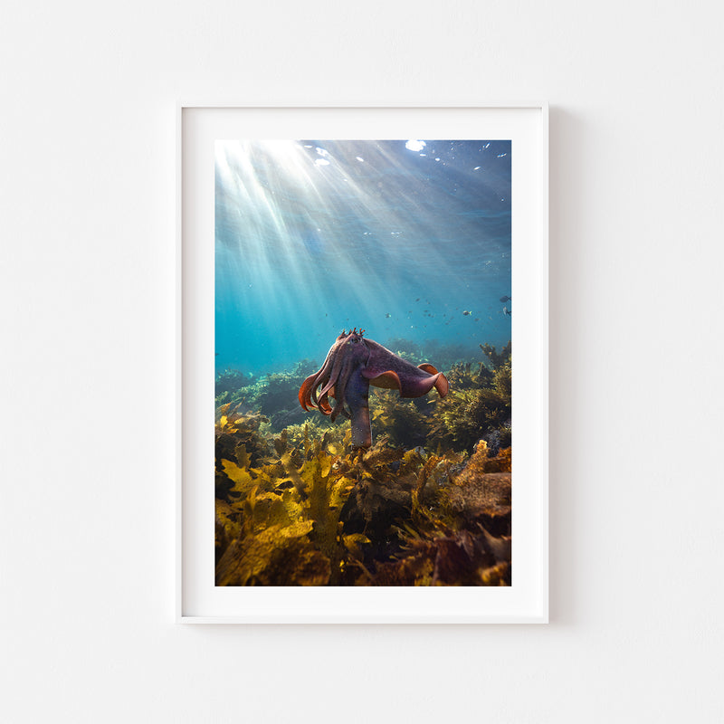 Cuttle King of Cabbage Tree Bay Art Print