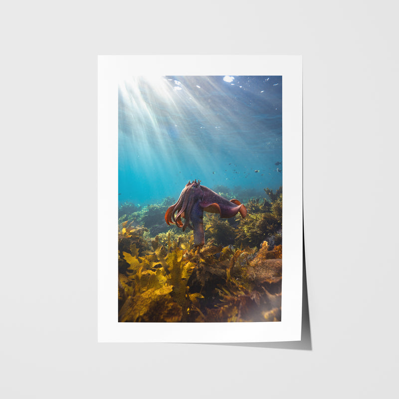 Manly Beach cuttlefish swimming underwater in white frame - marine life wall art for