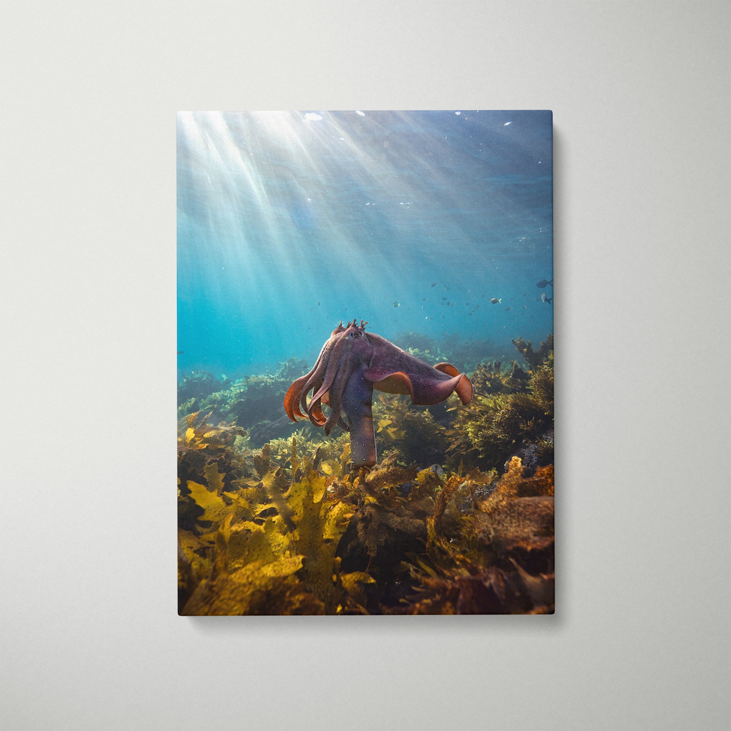 Cuttle King cuttlefish swimming underwater in white frame - marine life wall art for