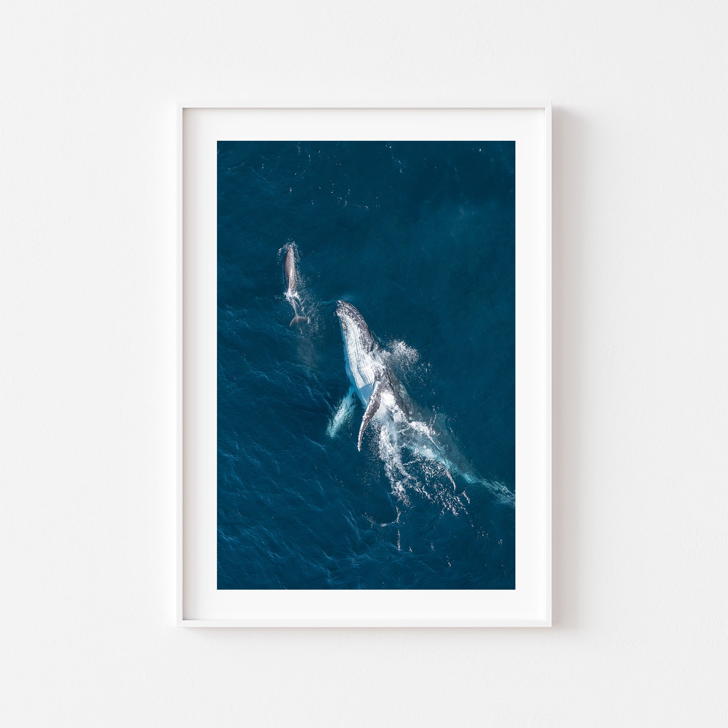 Bondi swimmers interacting in ocean - aerial coastal photography in white frame