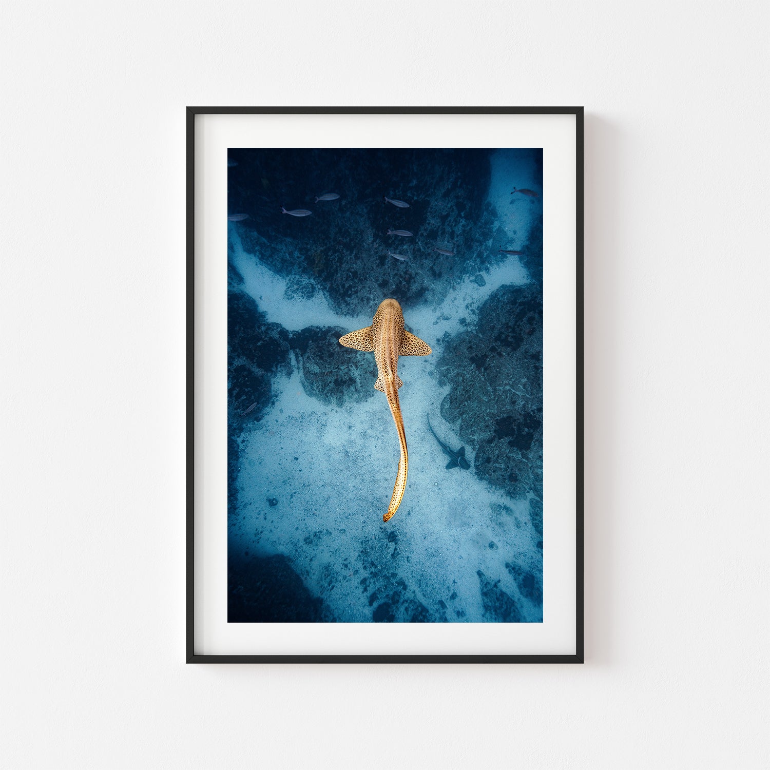 Byron Bay leopard shark underwater photo in black frame - coastal bedroom wall art