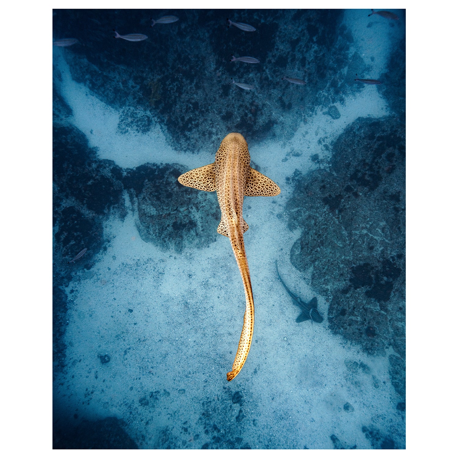 Byron Bay leopard shark swimming underwater - Australian marine life wall art in square format