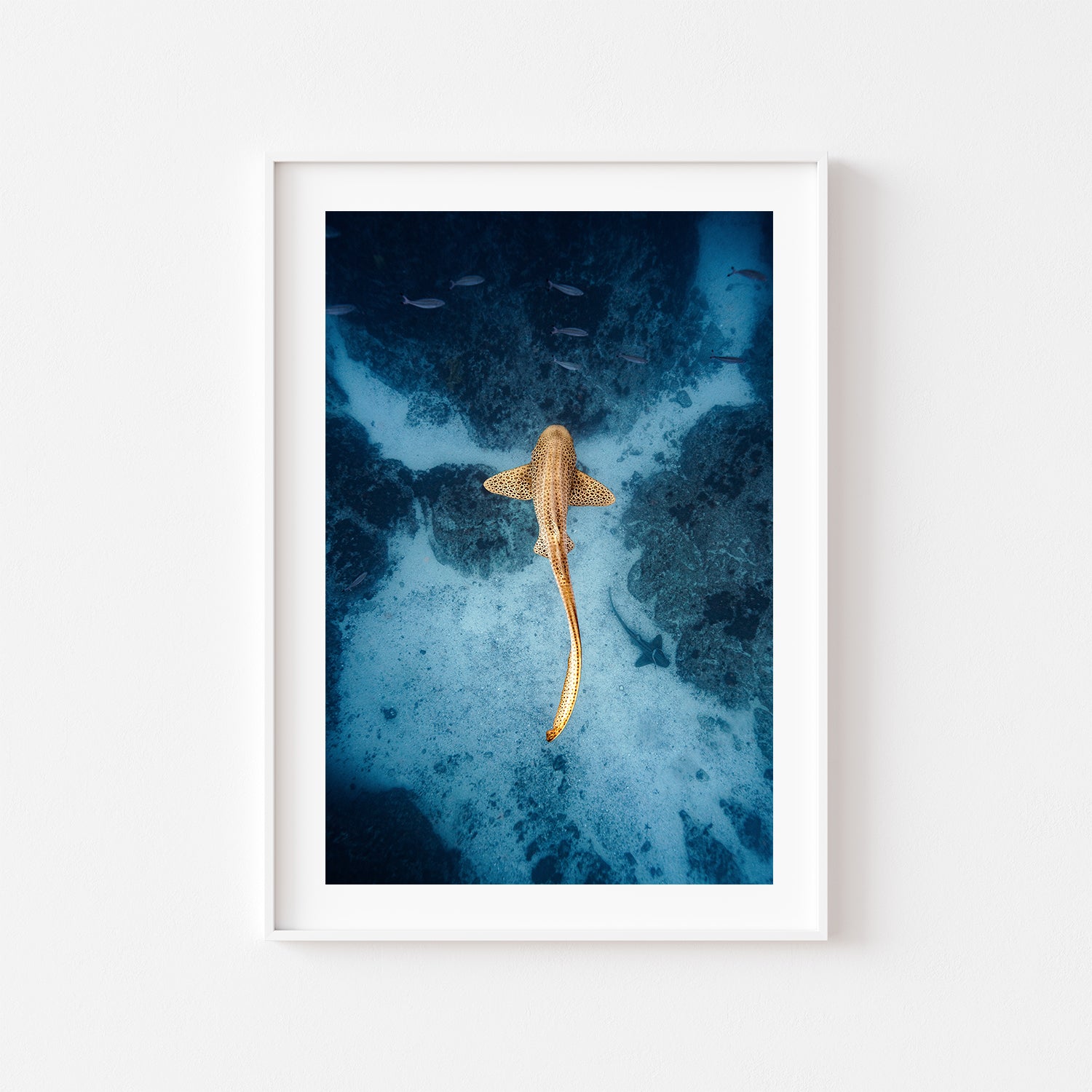 Byron Bay leopard shark underwater print in white frame - Australian coastal wall art