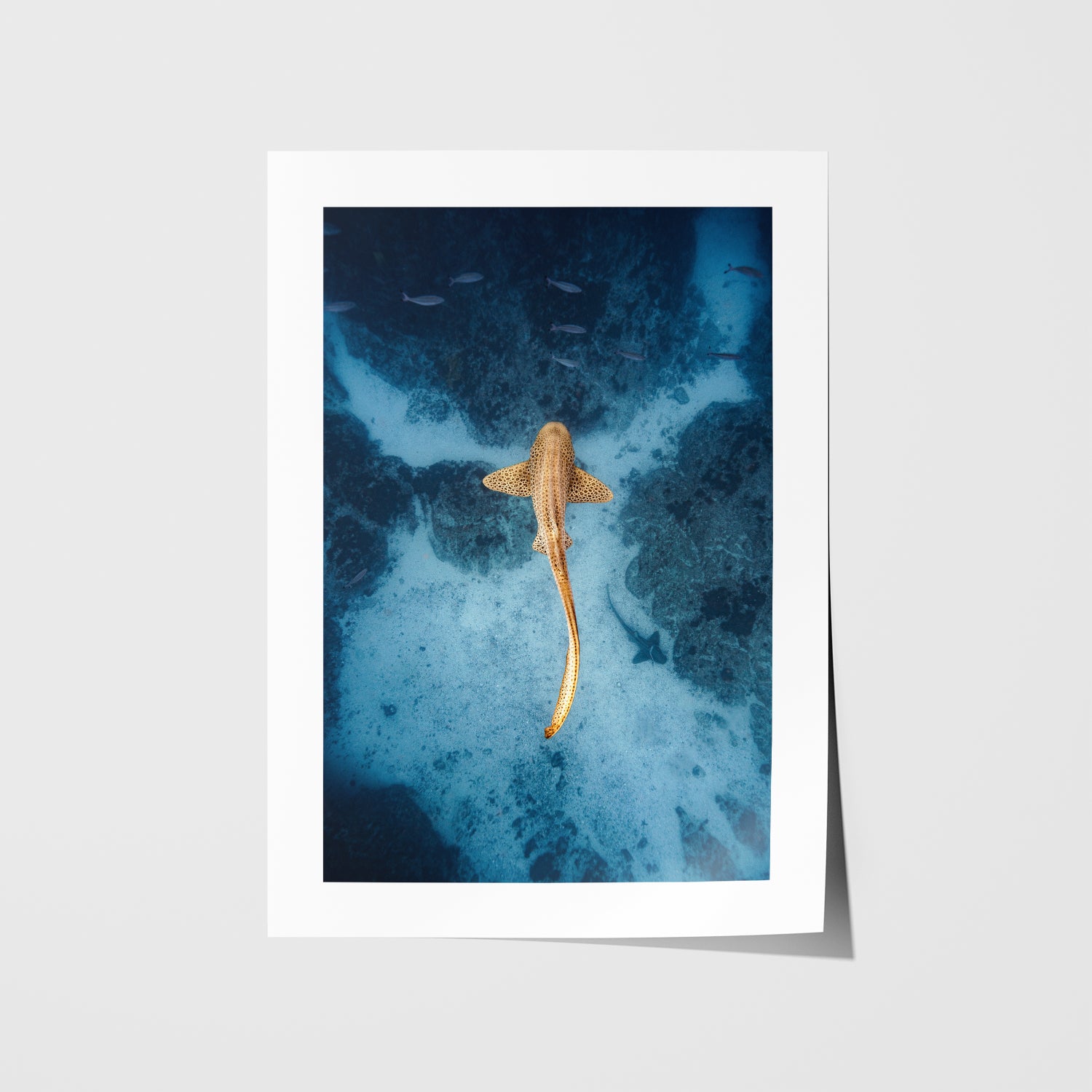 Byron Bay leopard shark underwater photography - marine life coastal wall art on canvas