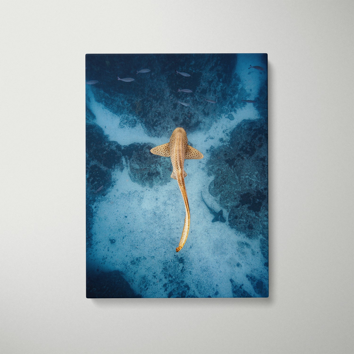 Byron Bay leopard shark underwater photography in white frame - ocean wall art for coastal