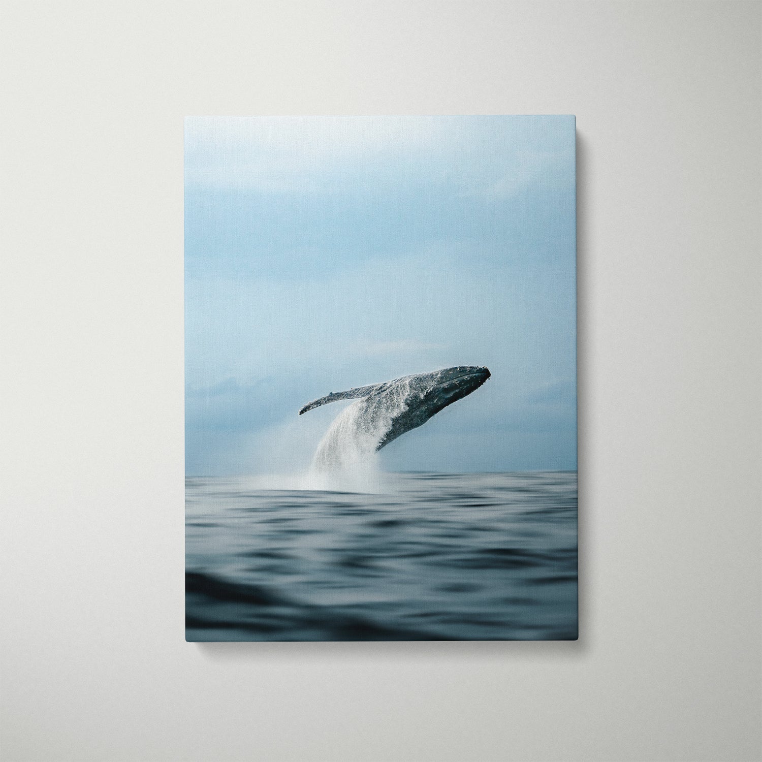 Black Breacher whale breaching at sunset in white frame - Gold Coast coastal wall art