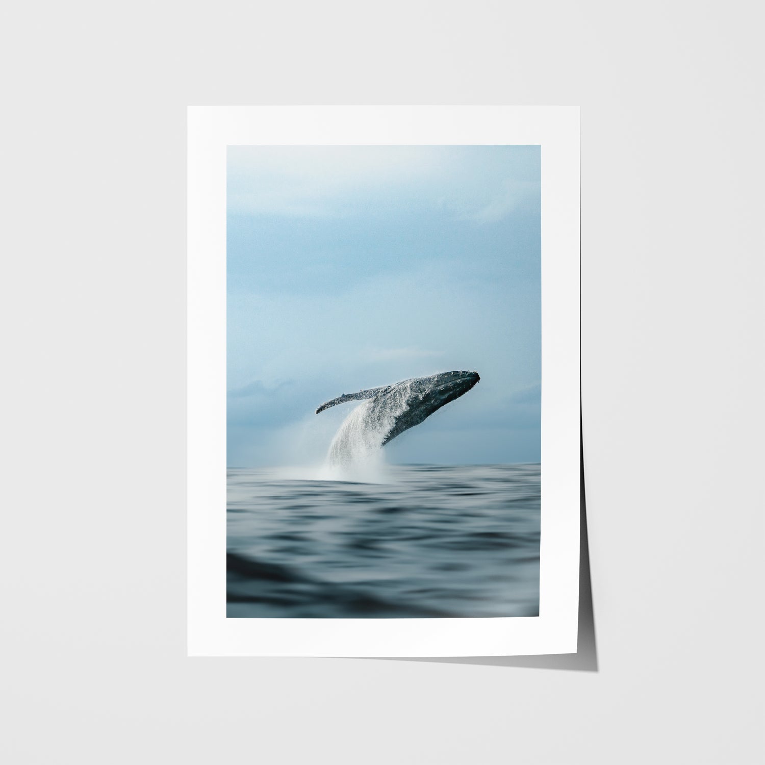 Black Breacher whale swimming underwater in white frame - marine life wall art for