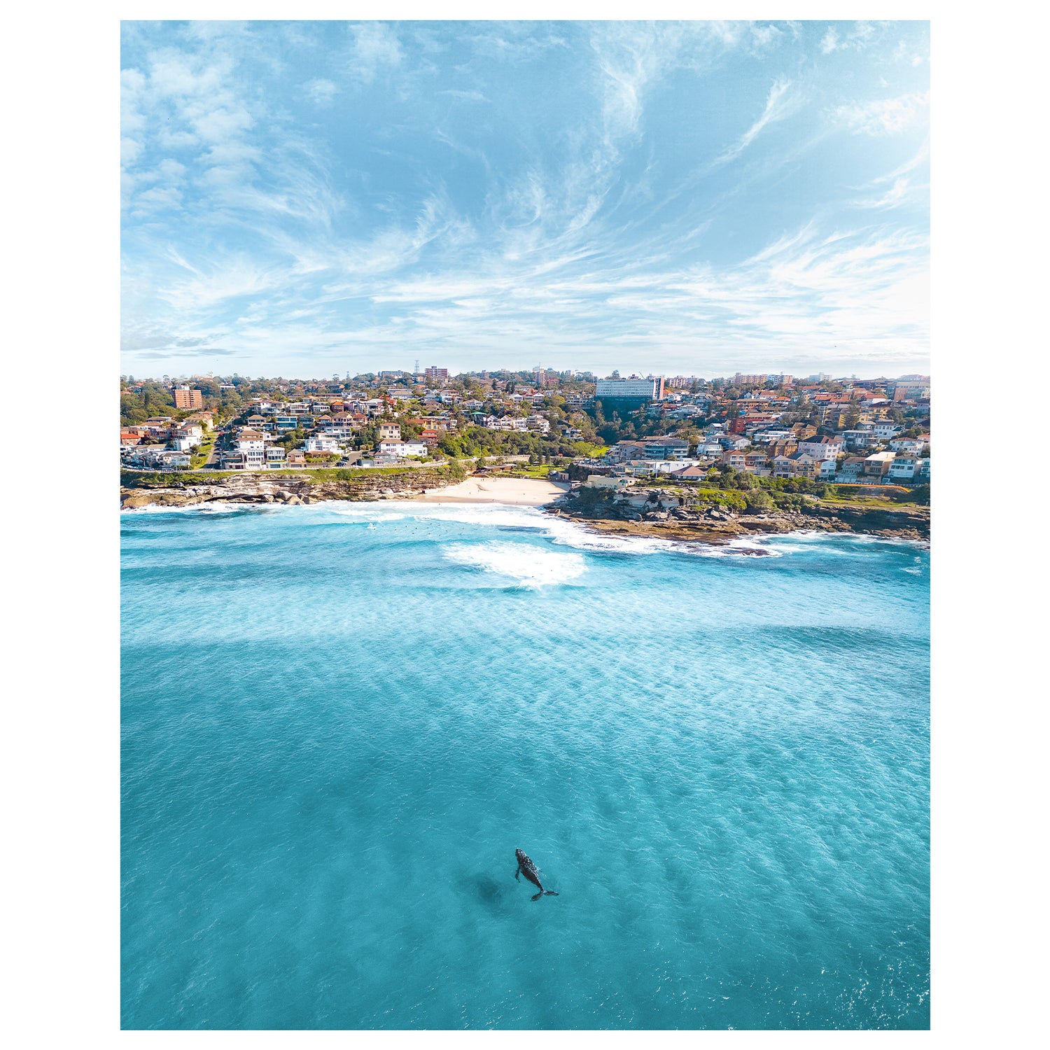 Tamarama curious ocean visitor aerial photograph - coastal Australian beach wall art