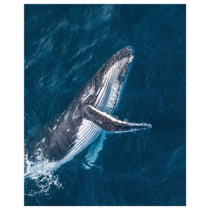 Bondi Beach swimmers from above aerial photograph - unframed coastal wall art