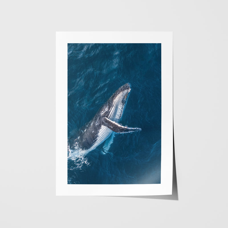 Bondi Beach swimmers playing in waves - framed coastal photography wall art