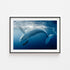 Humpback whale gliding underwater - Australian marine photography in black frame
