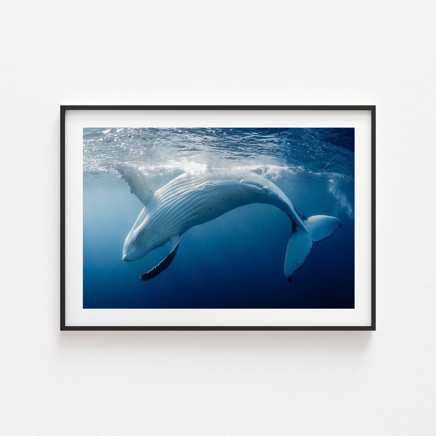 Humpback whale gliding underwater - Australian marine photography in black frame