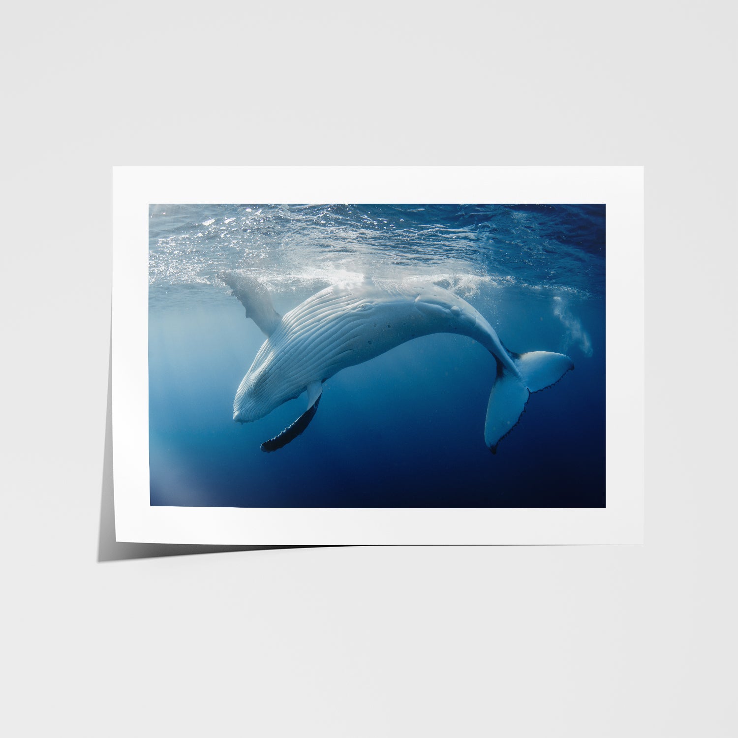 Humpback whale silhouette in Australian waters - underwater photography wall