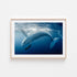 Humpback whale gliding underwater - Australian coastal marine photography in