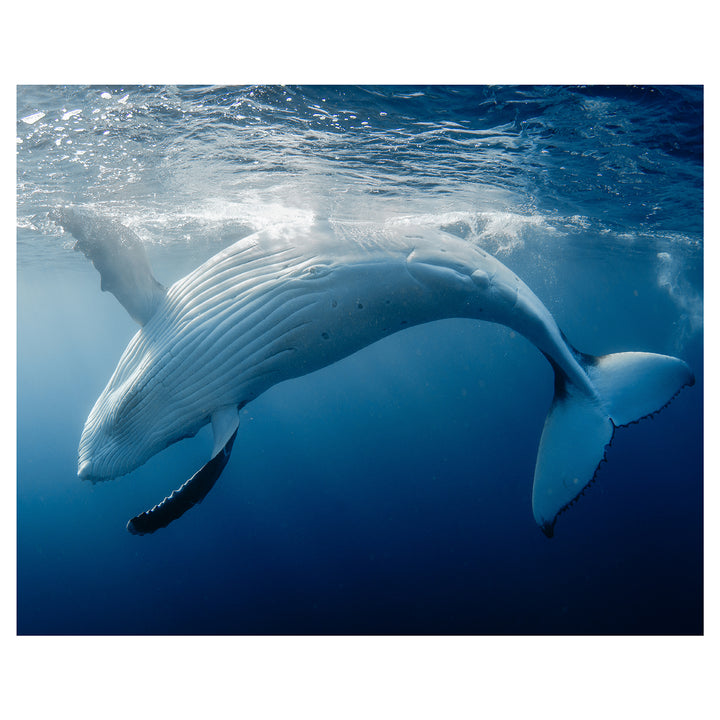 Humpback whale in deep blue ocean - Australian underwater photography unframed