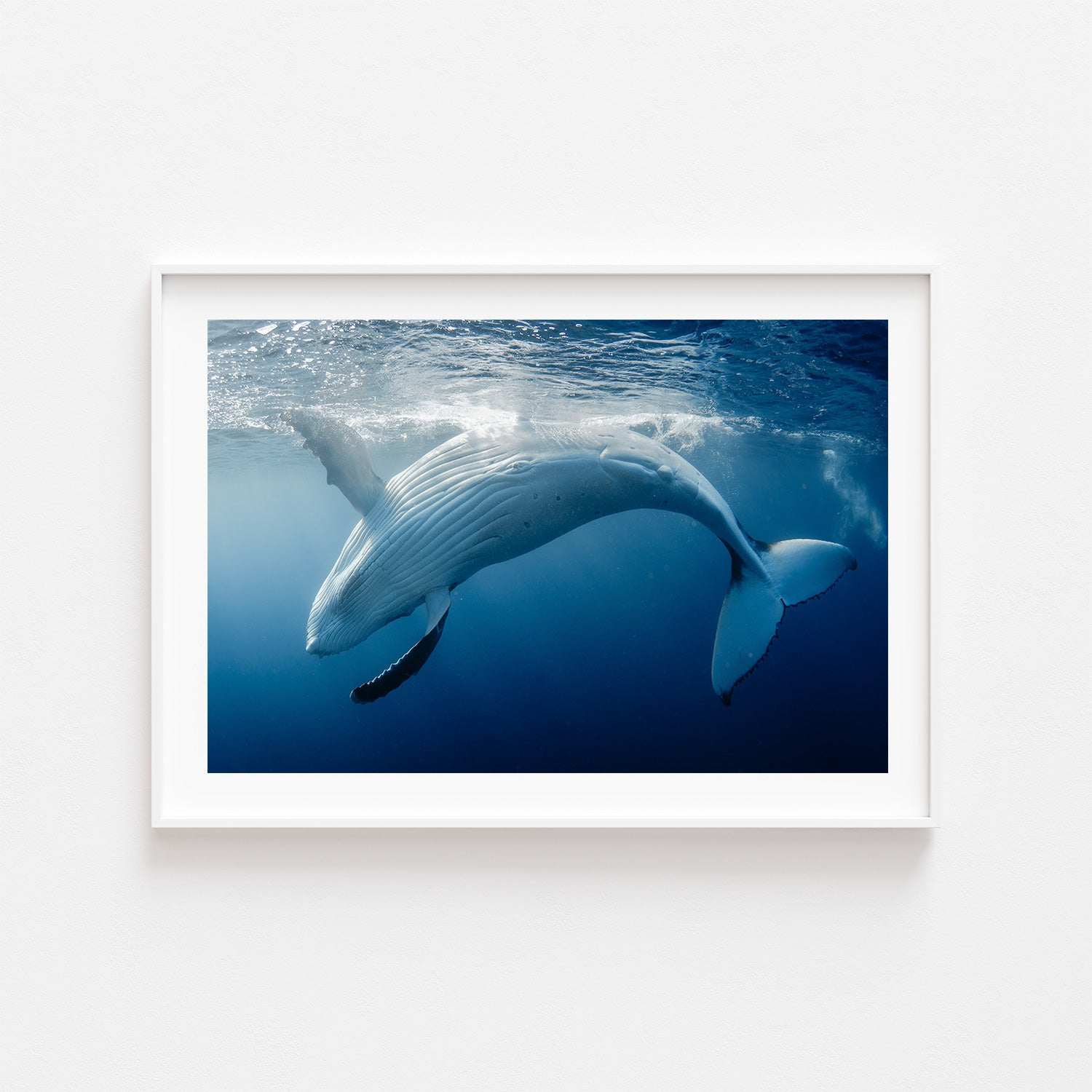 Humpback whale diving underwater - Australian marine photography in white frame