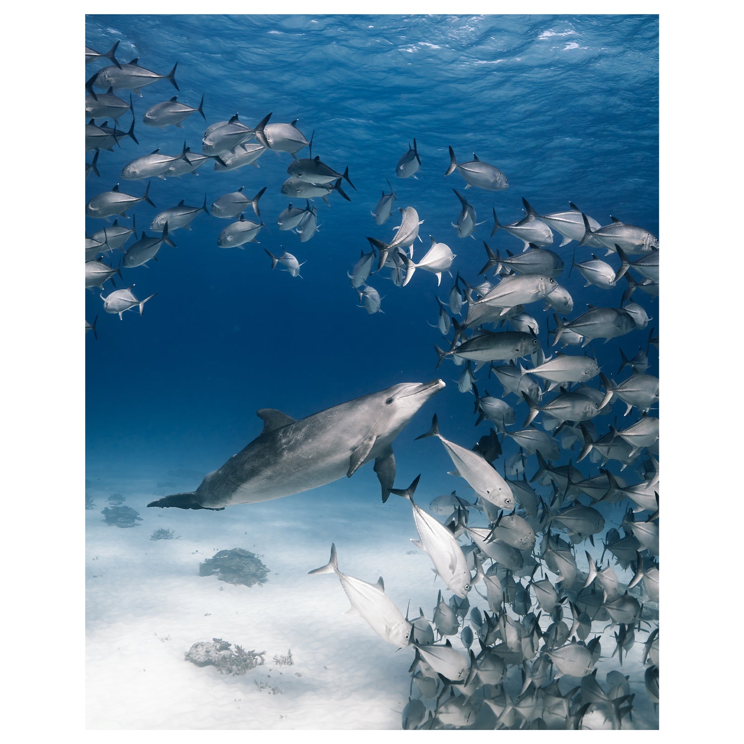 Bubbles The Bottlenose Art Print - Through Our Lens