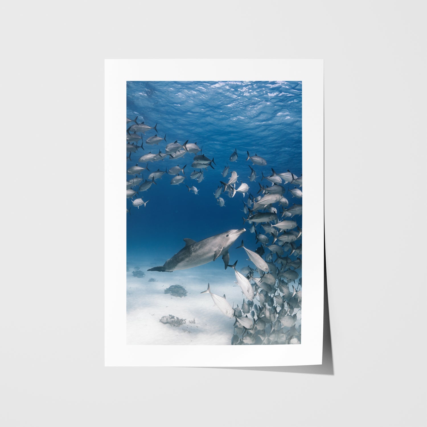 Bubbles The Bottlenose Art Print - Through Our Lens