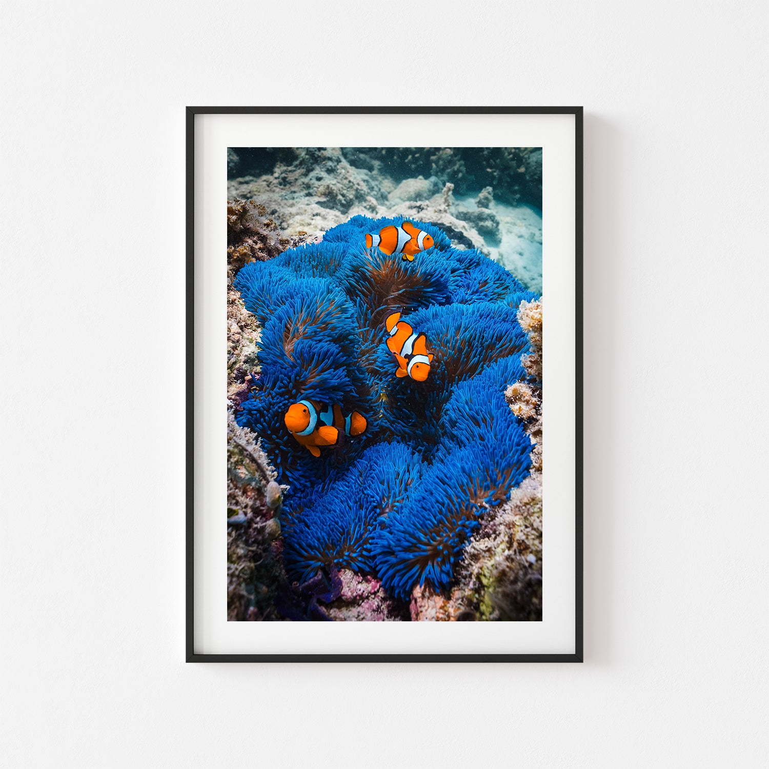 Clowning" underwater marine life photograph in black frame - coastal wall art