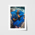 Playful clownfish swimming in coral reef - underwater marine life wall art