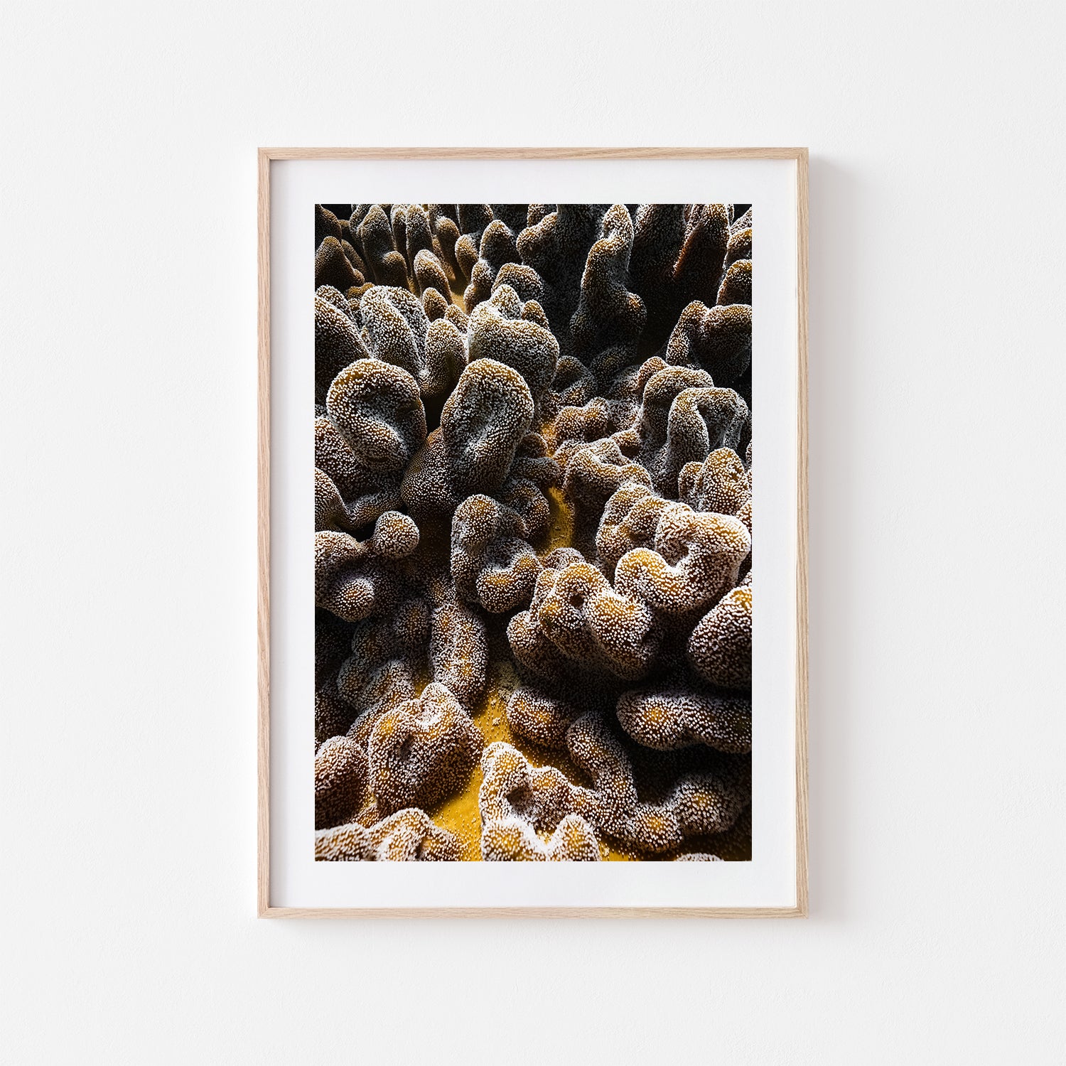 Coral brain marine life photograph in oak frame - underwater coastal wall art