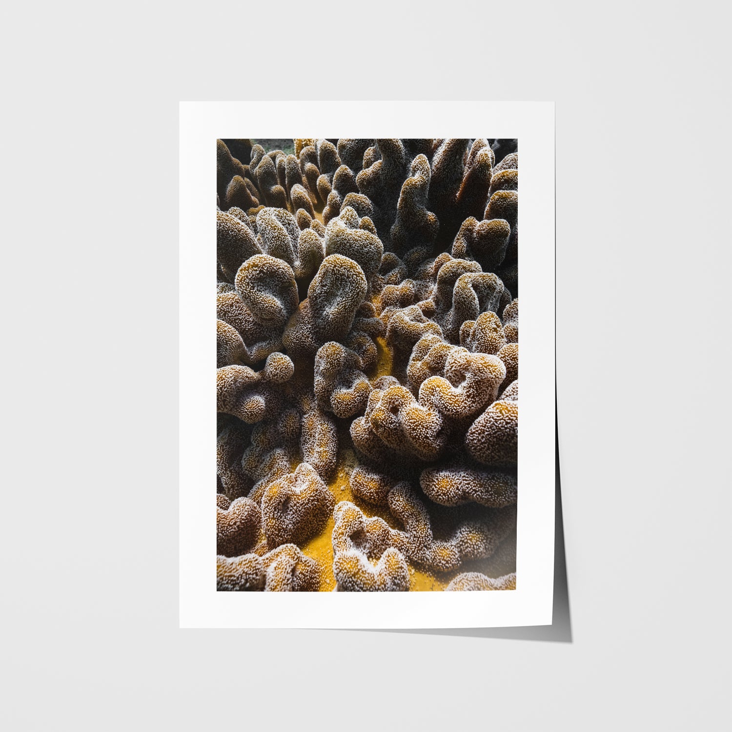 Brain coral underwater marine life photograph - unframed coastal wall art