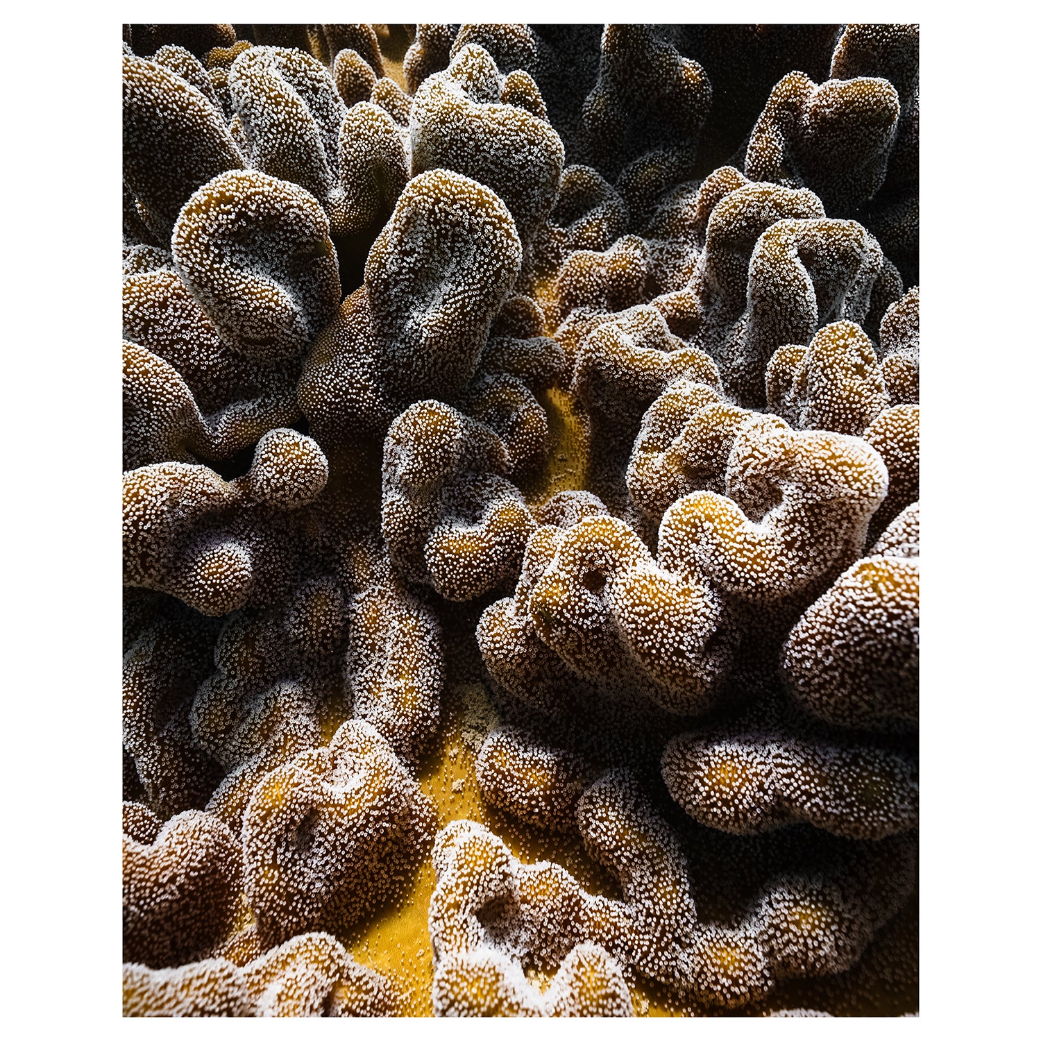 Vibrant coral brain formation underwater - marine life art print for coastal homes