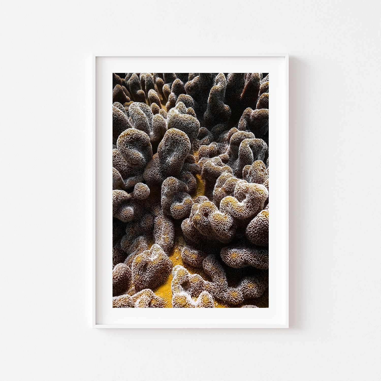 Coral brain formation underwater in white frame - marine life coastal wall art
