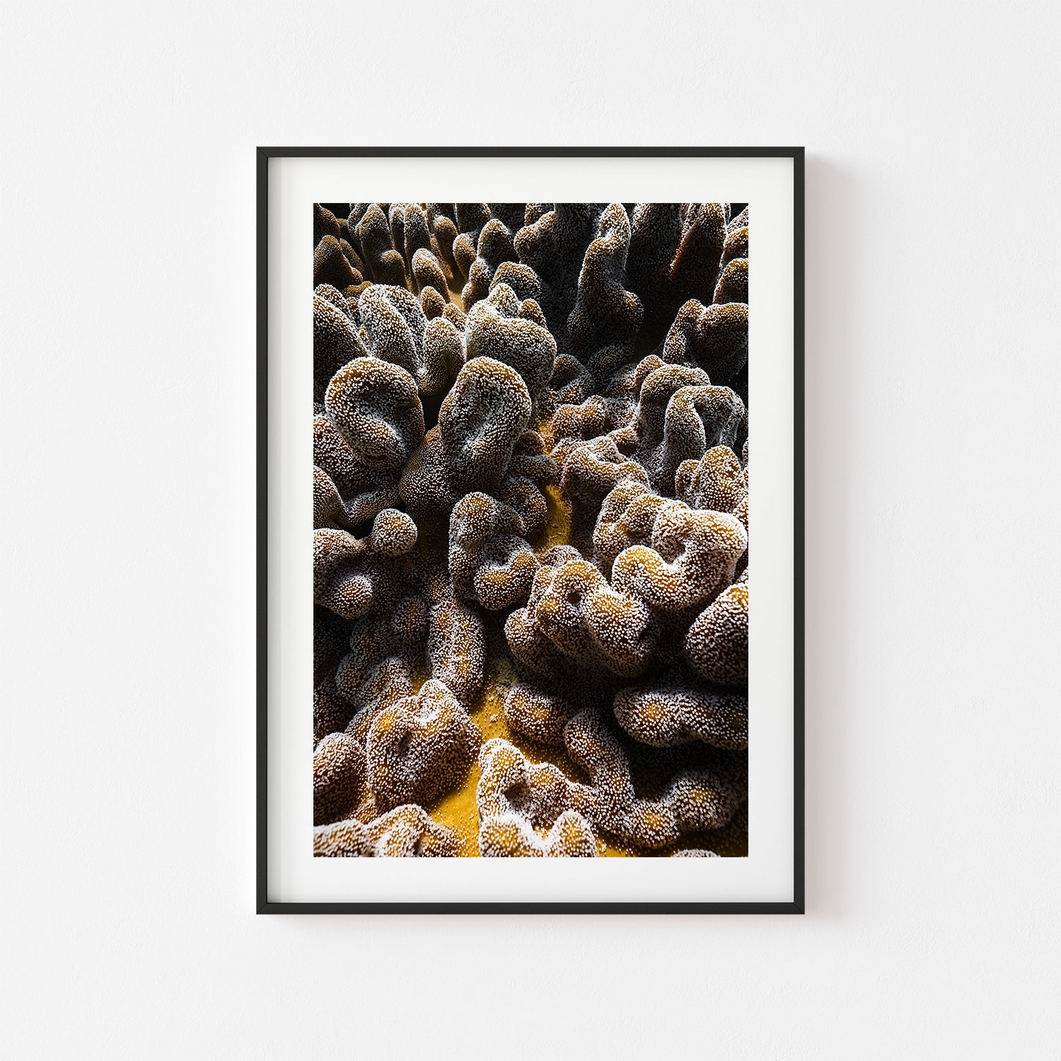 Coral brain formation underwater photograph in black frame - marine life wall art for