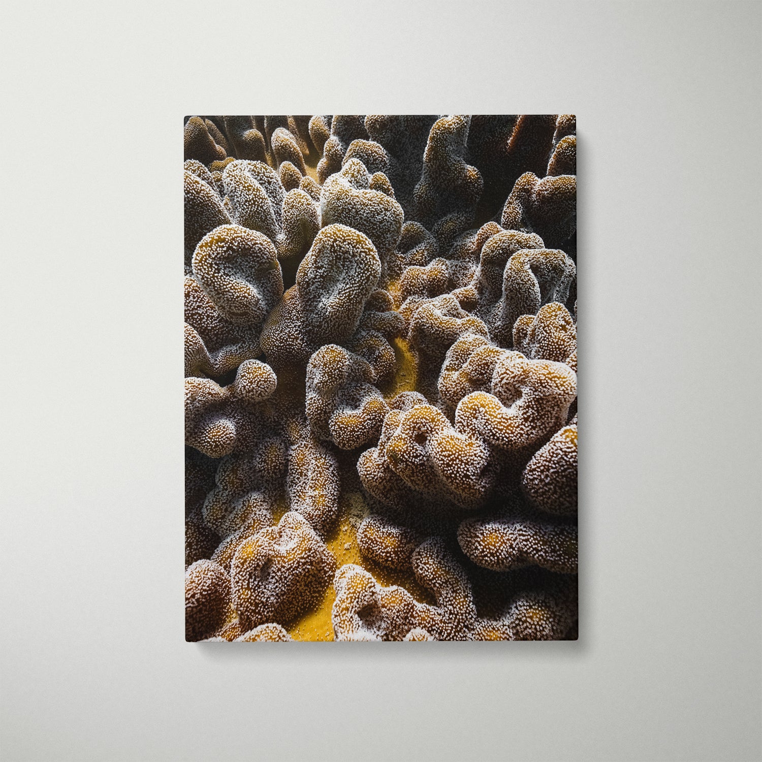 Coral brain pattern in white frame - abstract underwater marine life wall art