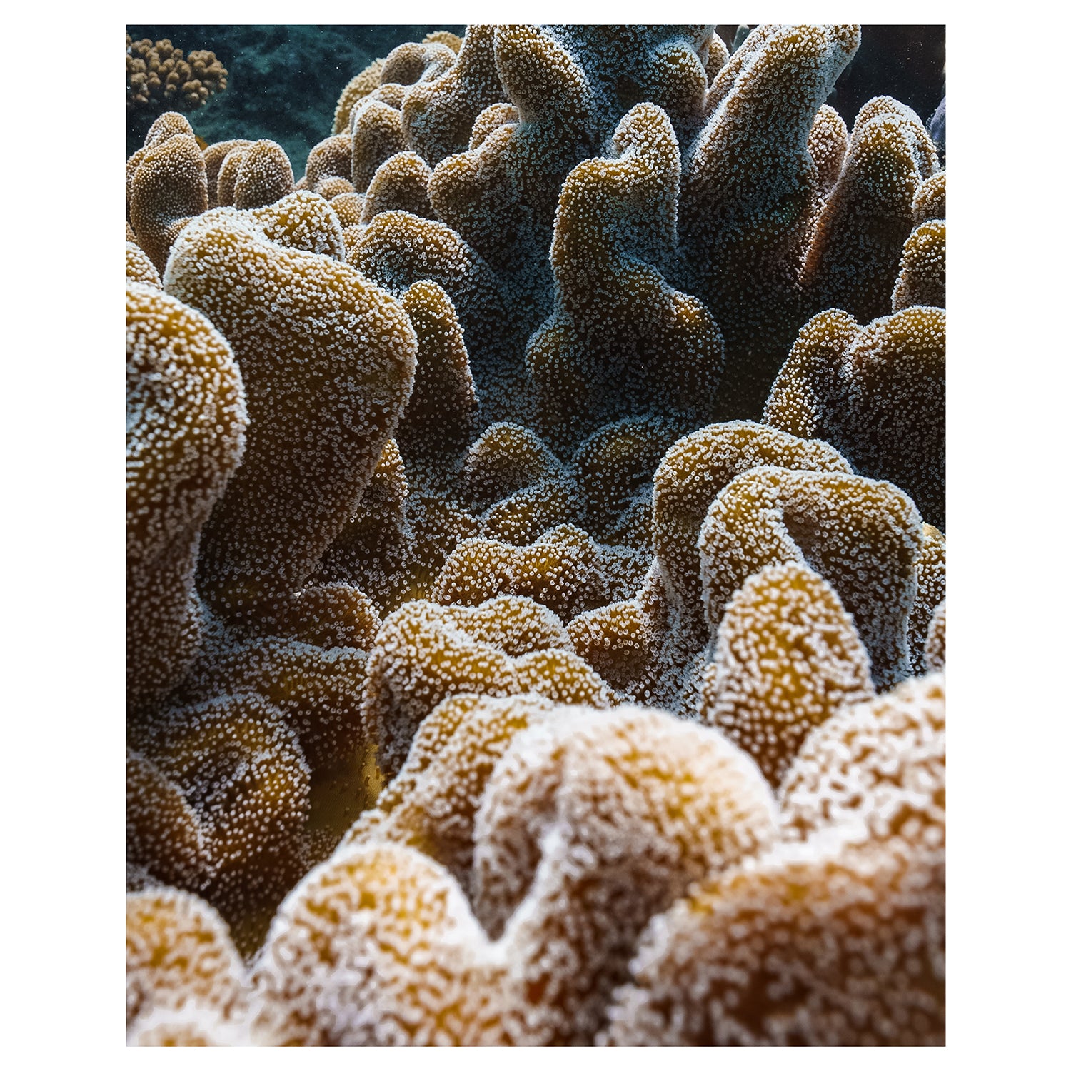 Vibrant coral reef underwater scene unframed - ocean life art print for coastal homes