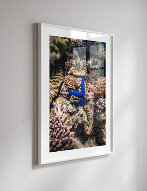 Electric Star coastal seascape unframed - modern abstract ocean wall art for beach homes