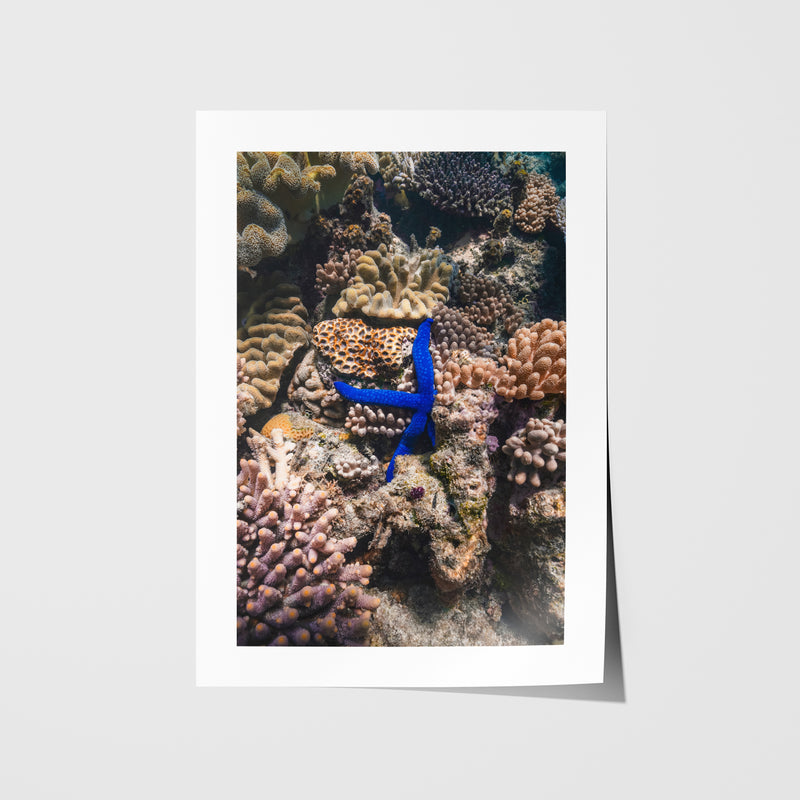 Electric Star coastal photography unframed print - modern beach wall art