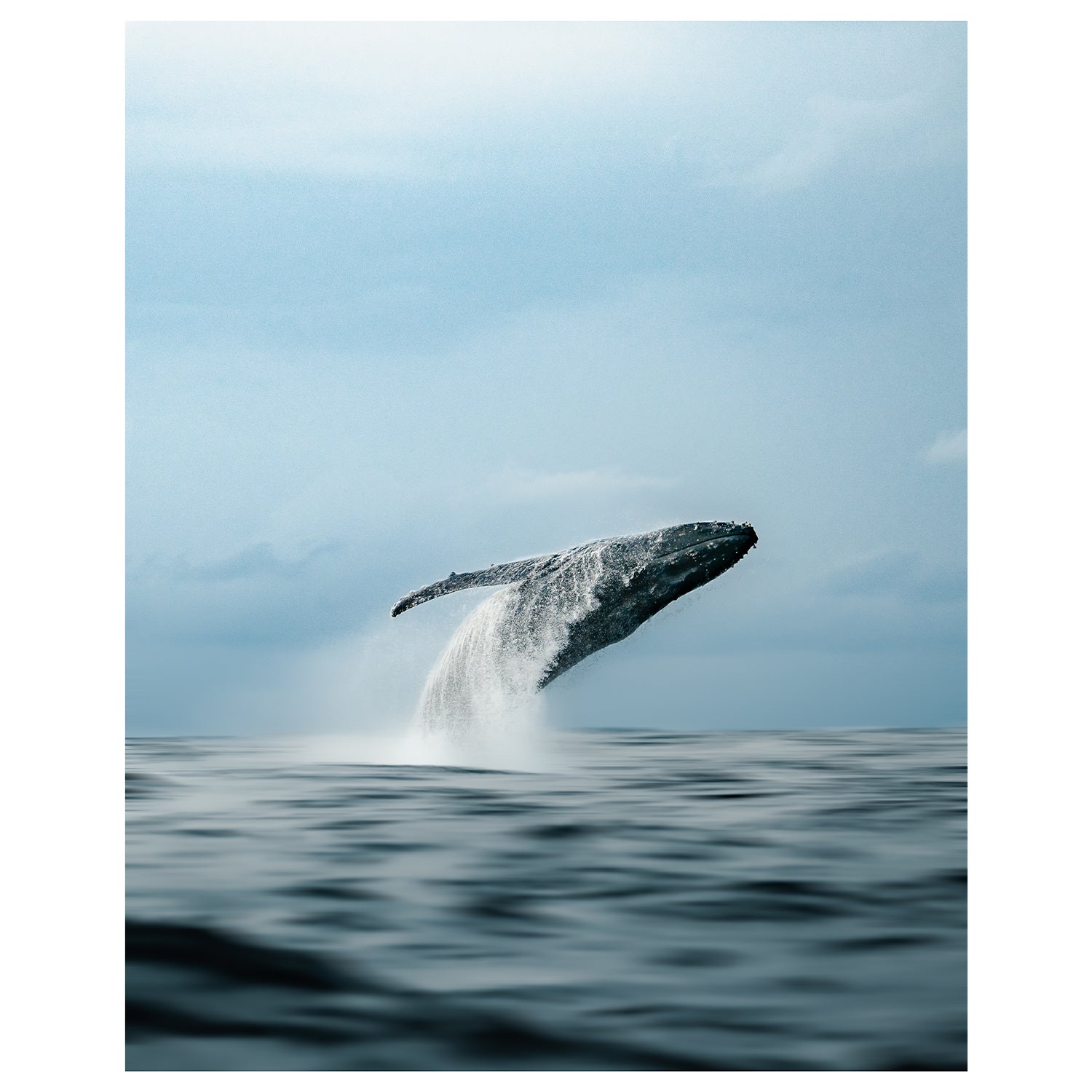 Humpback Whale Surface Breaching moody afternoon
