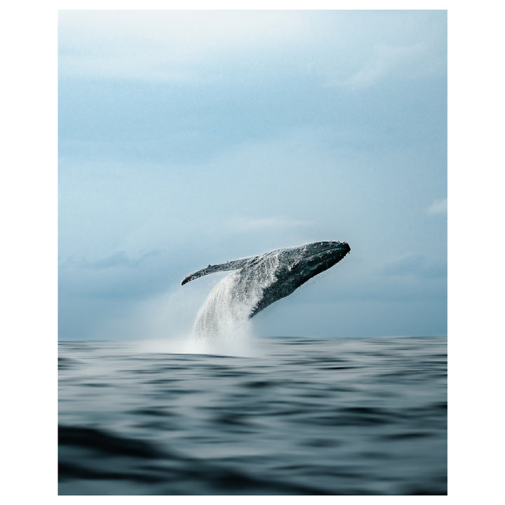 Humpback Whale Surface Breaching moody afternoon