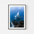 Manta rays swimming at Great Barrier Reef in black frame - marine life wall art